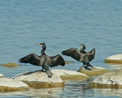 ©Hasso Hirvesoo. Prangli Island is also a destination for birdwatching