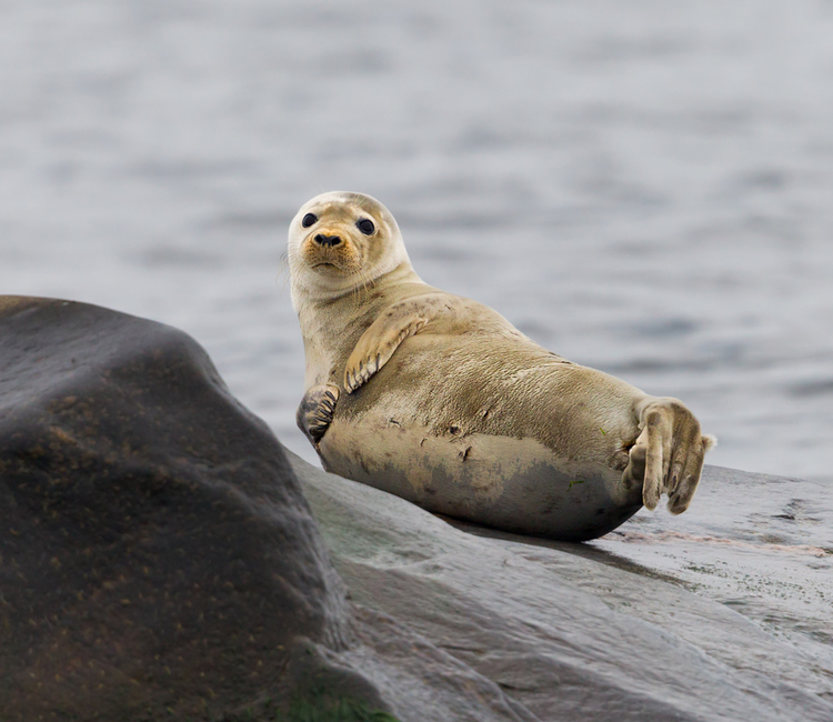 Seal-watching tour: what to take with you? - Prangli Travel