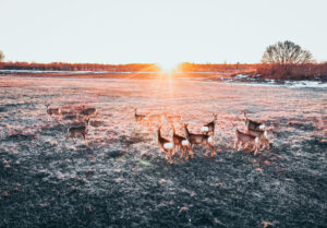 ©Carl-Martin Nisu. Eesti loodus
