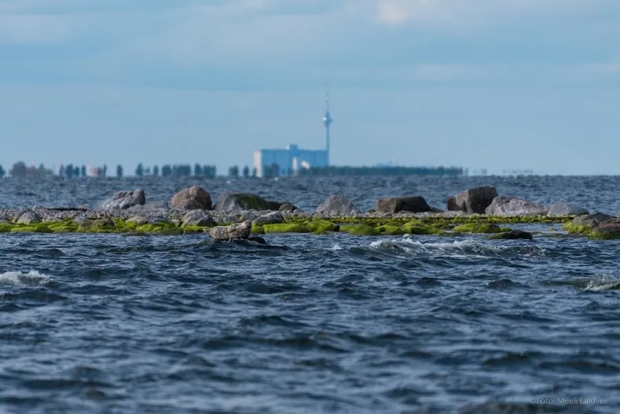 prangli_veokad_©MarkoPoolamets