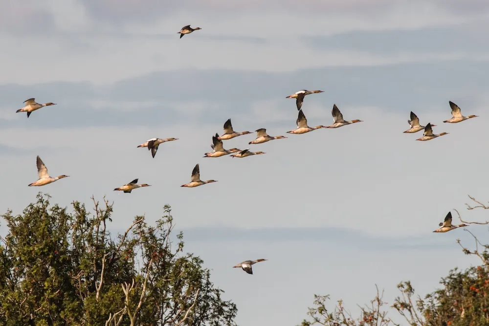 prangli_veokad_©MarkoPoolamets