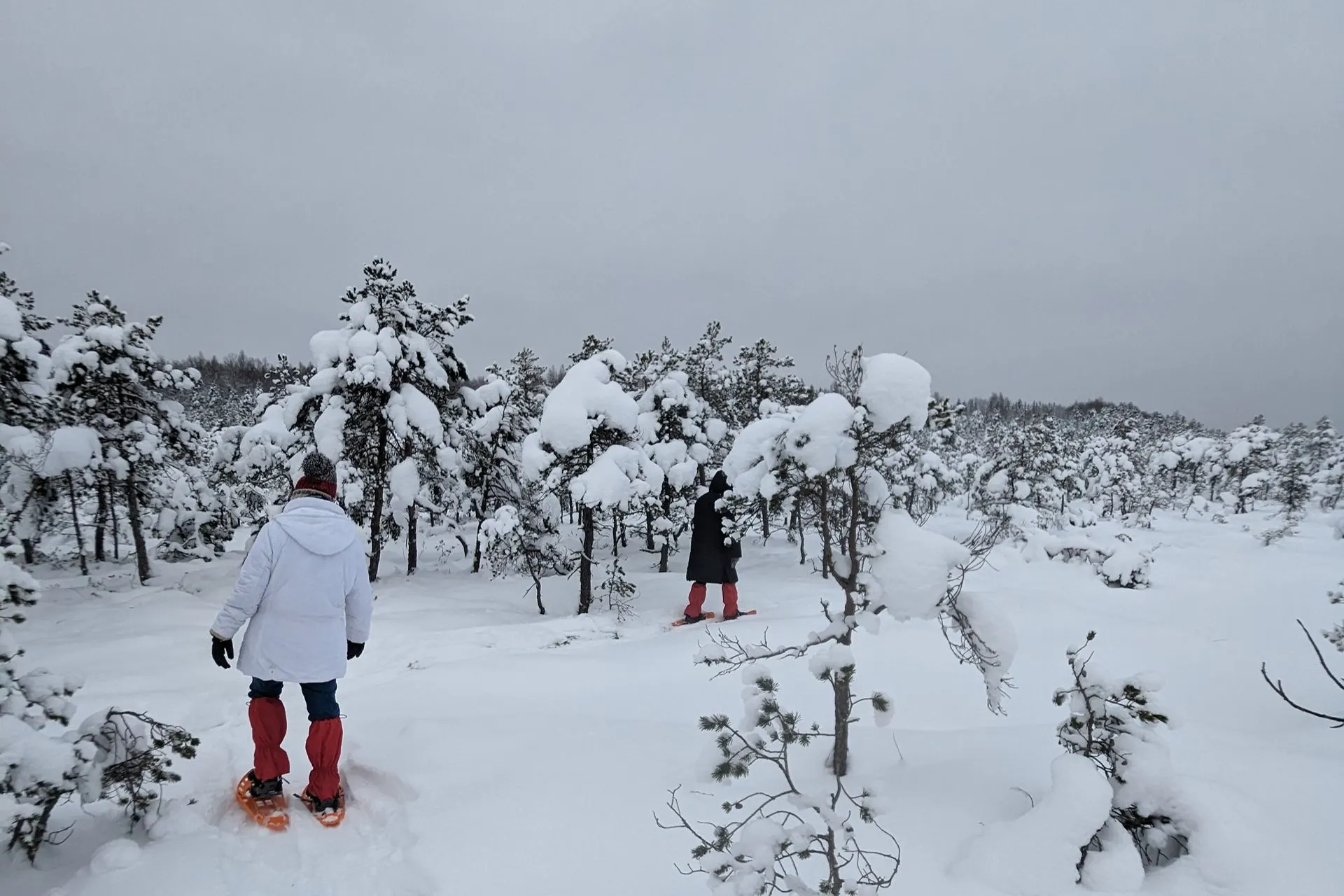 Talvine räätsamatk rabas Räätsamatkajad lumises rabas talvel